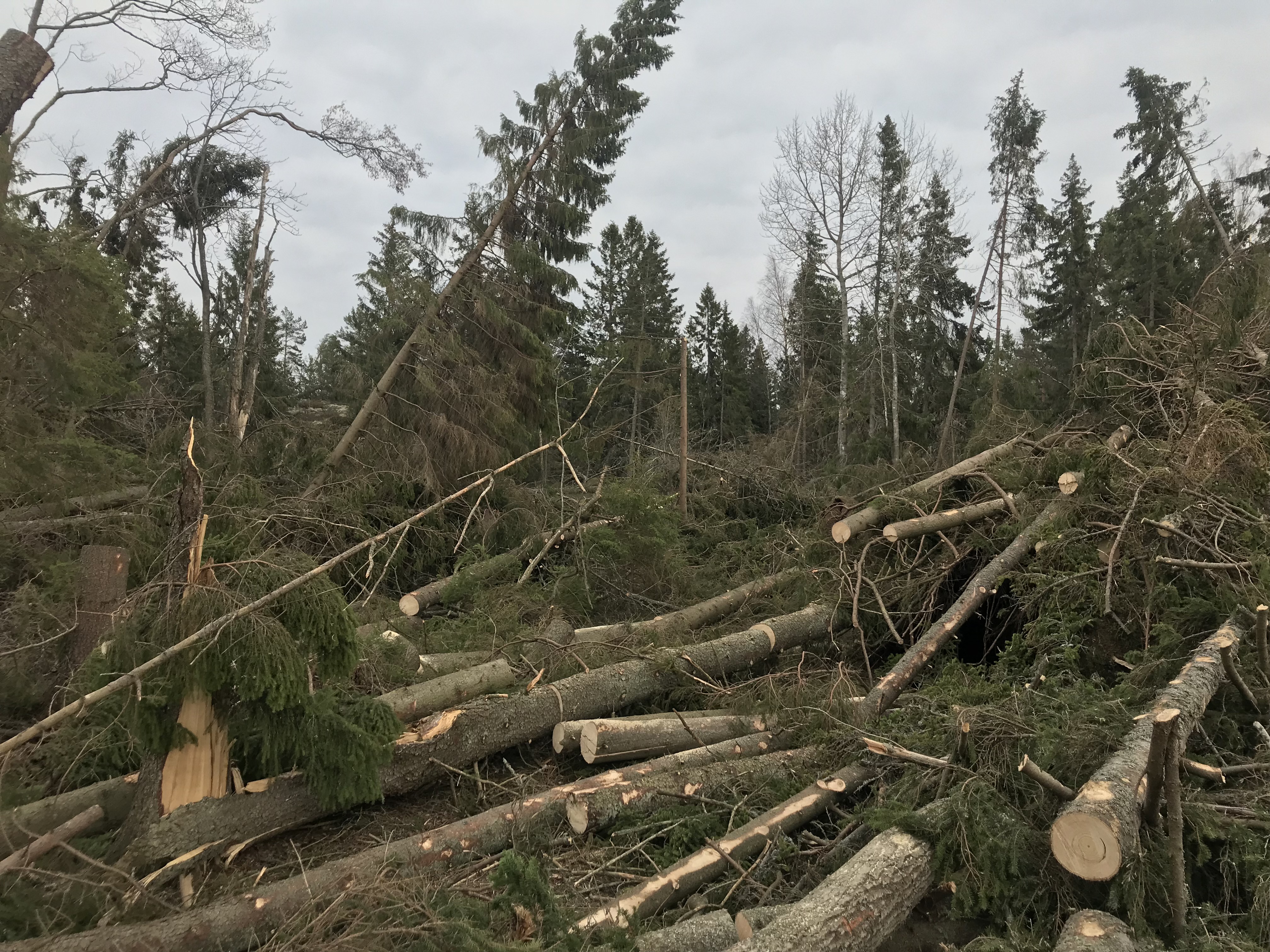 Huggning av stormfälld skog Tjockö